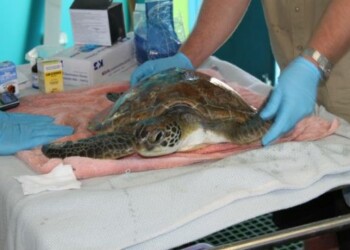 Turtles return to the sea